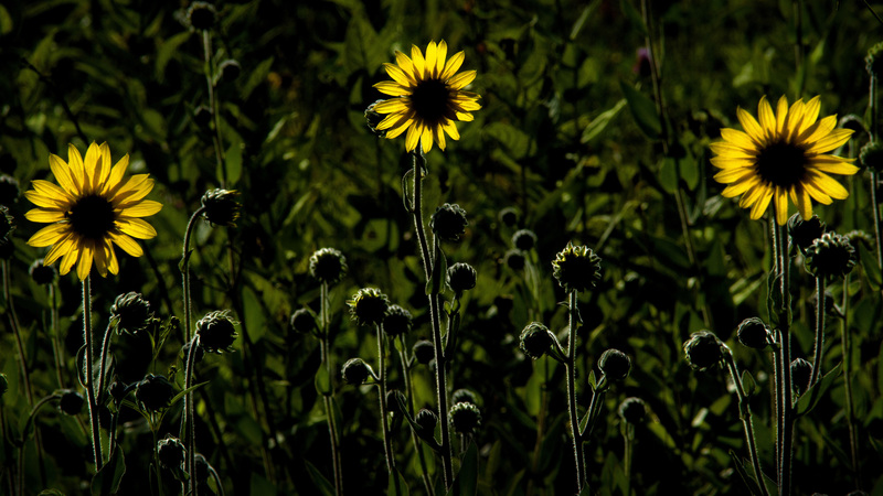 AshySunflower01.jpg :: Ashy Sunflower (Helianthusmollis)   Homer Lake Restored Prairie, Champaign Co. Forest Preserve 