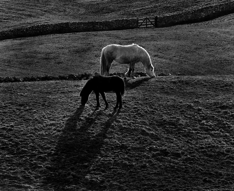 BW_Horses.jpg :: Horses, County Mayo