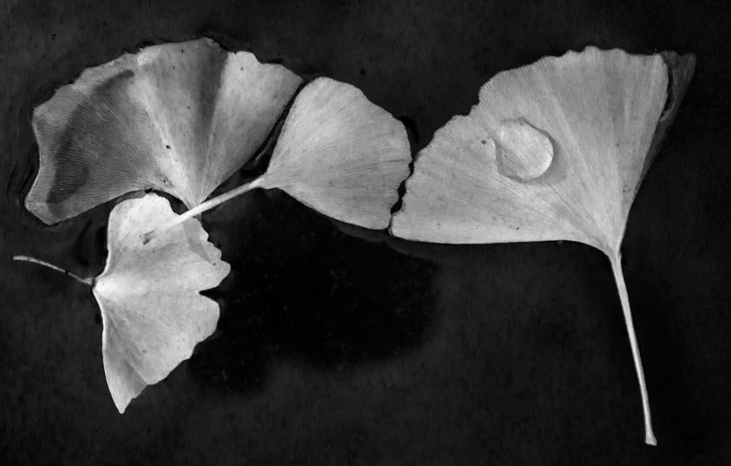 BW_Leaf01_Budapest.jpg :: Ginkgo Leaves