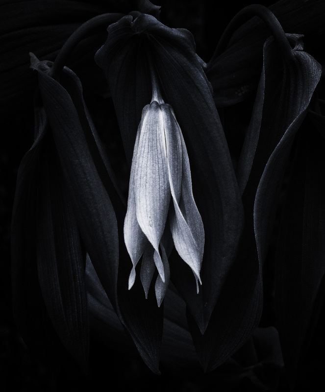 Bellwort_ExRedframe.jpg :: Bellwort