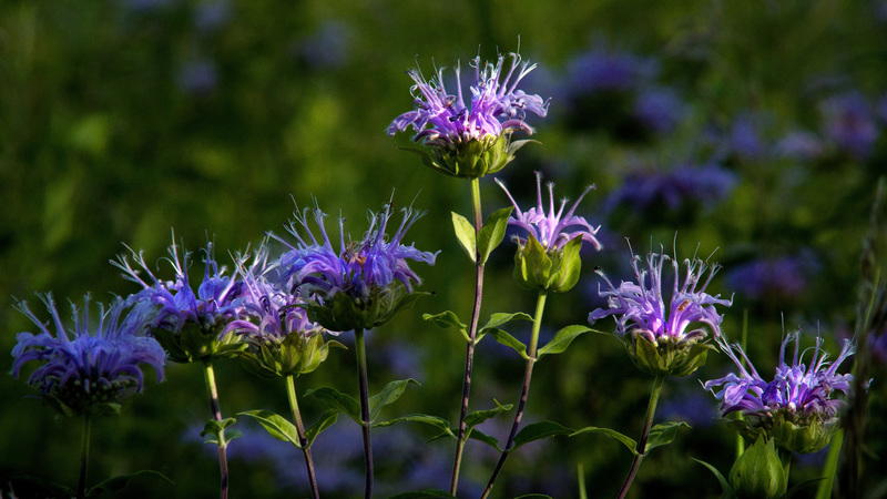 Bergamot_Allerton1.jpg :: Wild Bergamot (Monarda fistulosa)  Restored Prairie at Allerton Park and Retreat Center, Monticello, Illinois