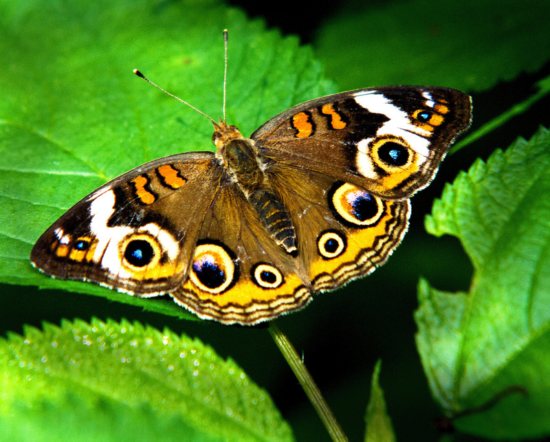 Buckeye02.jpg :: Buckeye, Allerton Park and Retreat Center, Piatt County