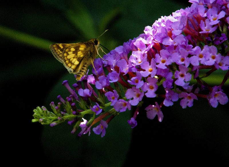 ButterflyBrown(1).jpg :: Fiery Skipper on Butterfly Bush. backyard garden, Champaign County