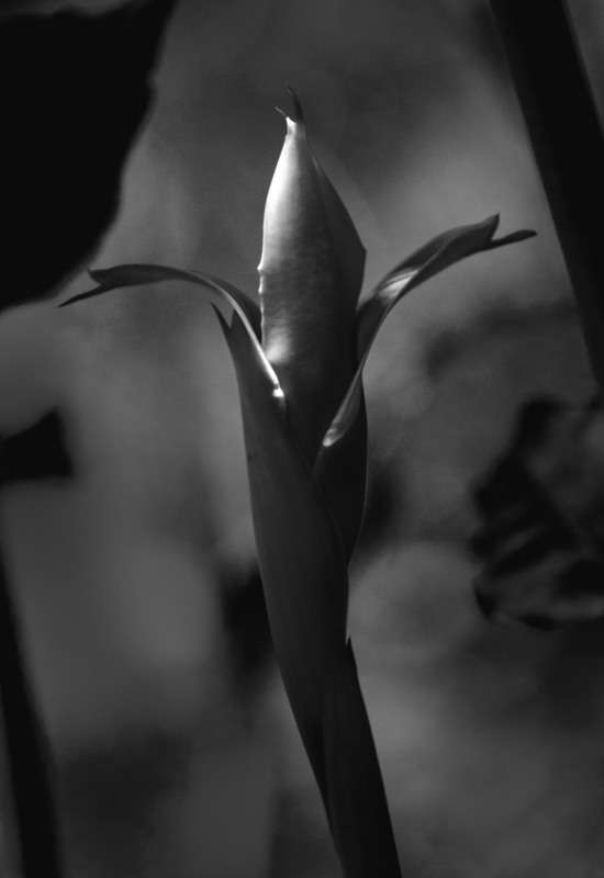 CR_BW_Flower02.jpg :: In Full Bloom