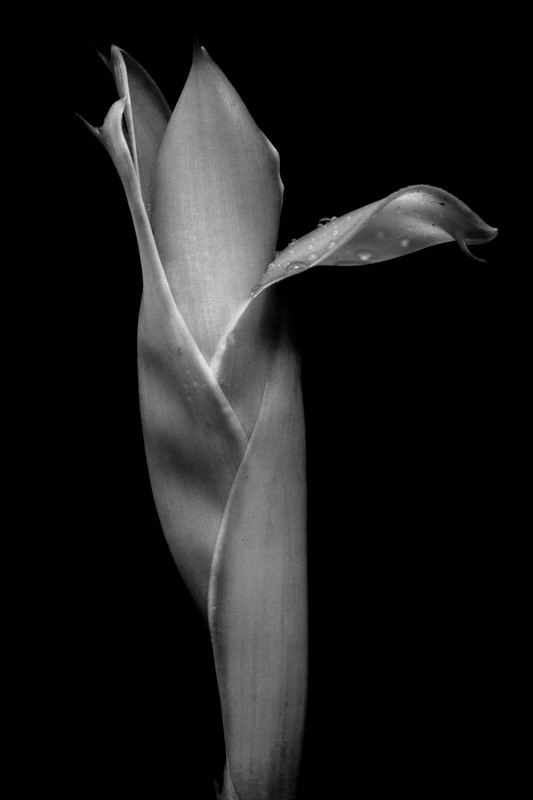 CR_BW_Flower03.jpg :: Iris