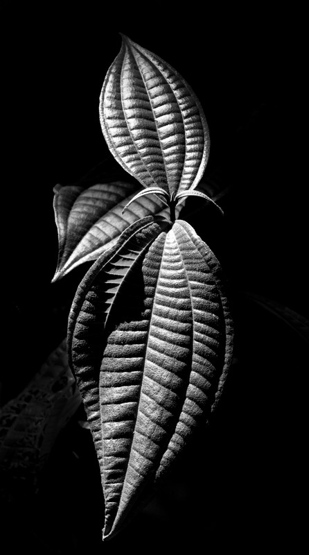 CR_Flower_4_BW.jpg :: Leaves 