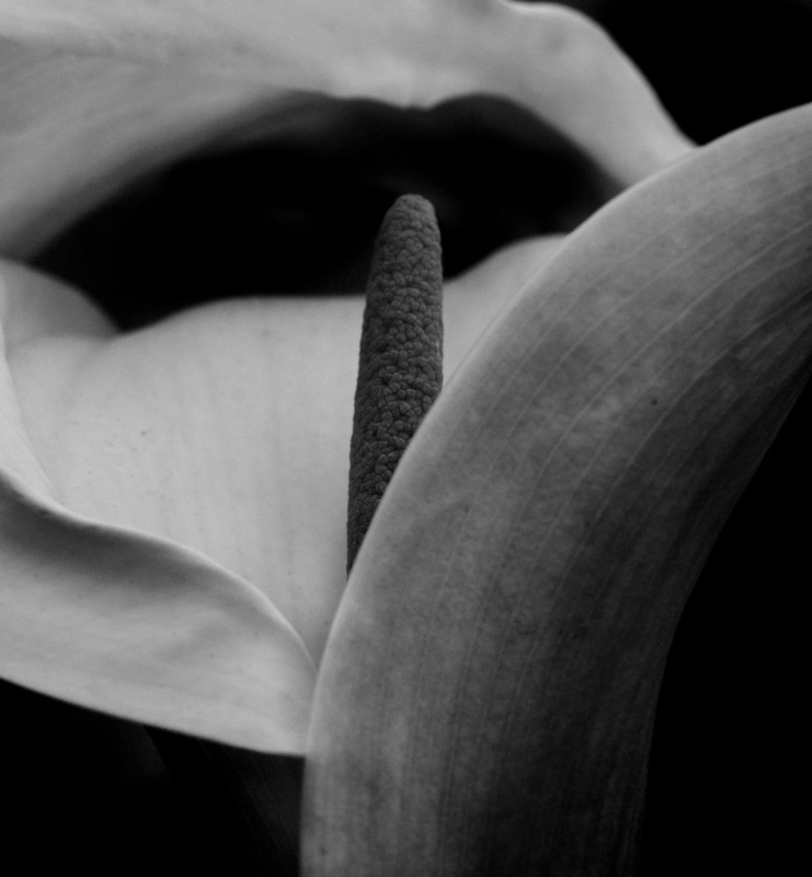 CallaLilly02_Redframe.jpg :: Calla Lily