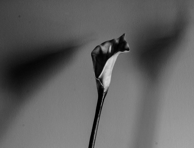 CallaLilly03_Redframe.jpg :: Calla Lily Shadows