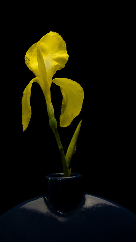 CannaBlueVase1.jpg :: Canna in Blue Vase