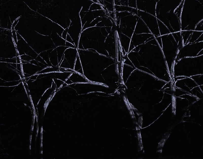 ClintonLakeTreeBW_Cafe.jpg :: Trees at Water's Edge