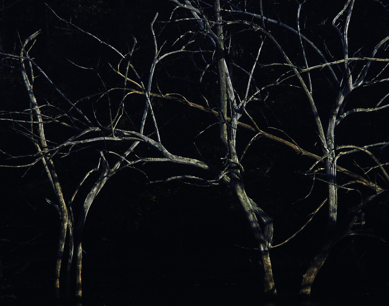 ClintonLakeTreeColor_Cafe.jpg :: The Trees at the Water's Edge