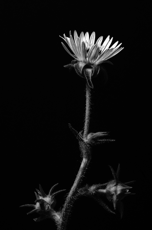 CompassPlant_ExRedframe.jpg :: Compass Plant