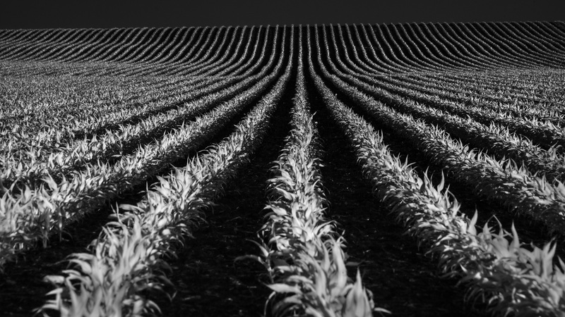 CornRows_ExRedframe.jpg :: Rows of Corn