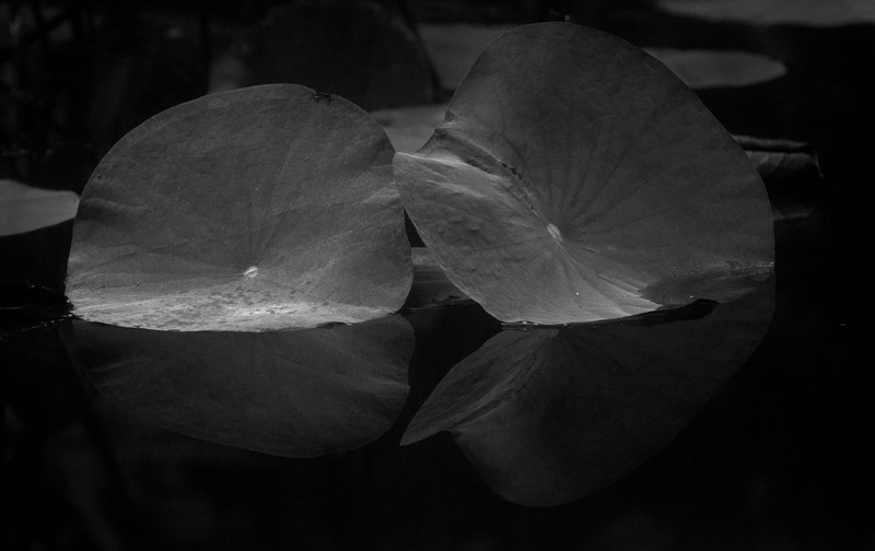England_Flower03_Redframe.jpg :: Lily Pads
