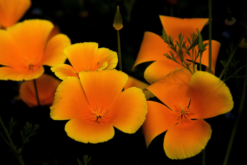 England_Flower04.jpg :: Poppies in English Garden