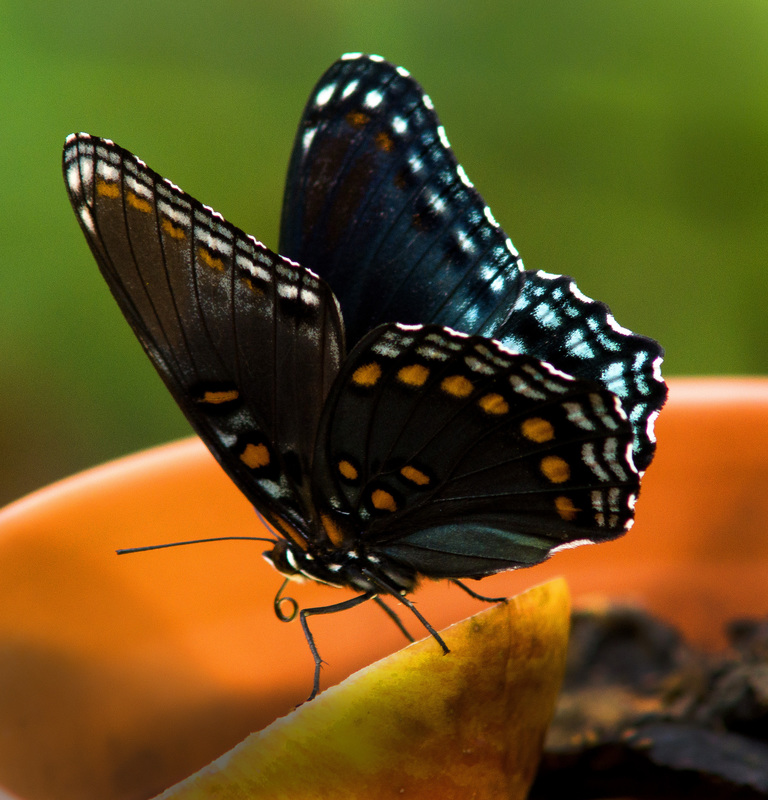 FirstButterfly.jpg :: Black Swallowtail, at backyard feeder, Champaign County