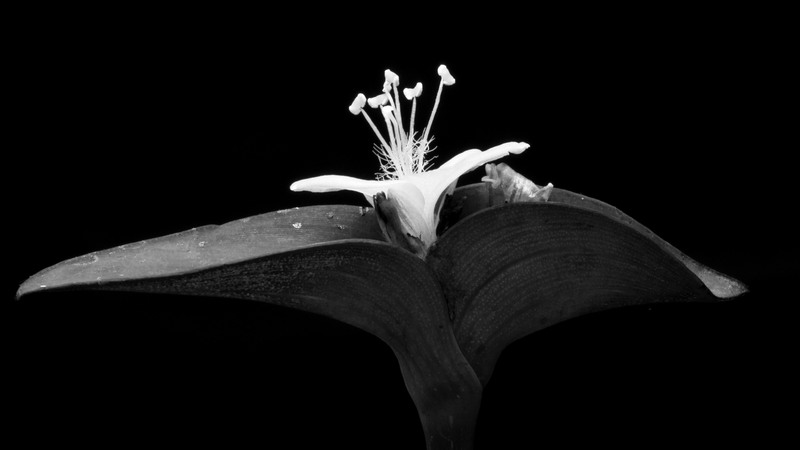 Flower1_YouTube.jpg :: Tradescantia pallida