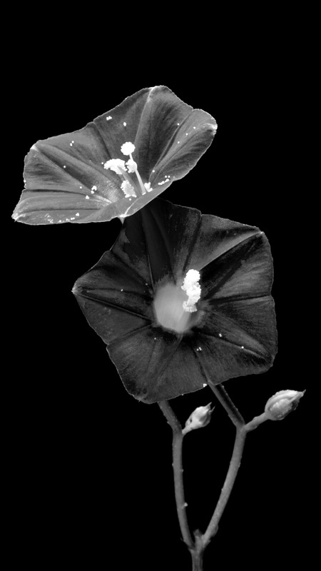 Flower2_YouTube.jpg :: Cardinal Vine