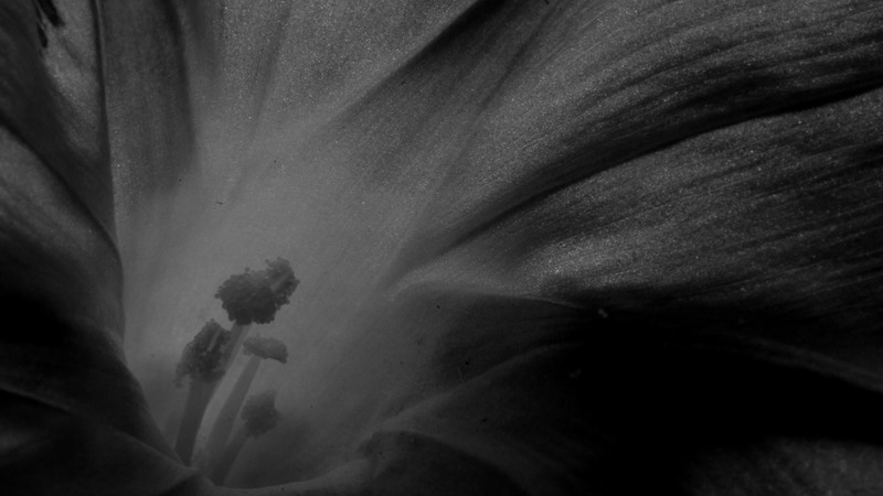 Flower3_YouTube.jpg :: Morning Glory
