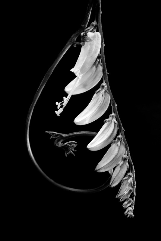 Flower6_YouTube.jpg :: Spanish Flag Vine