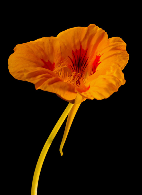FlowerClass2.jpg :: Nasturtium 