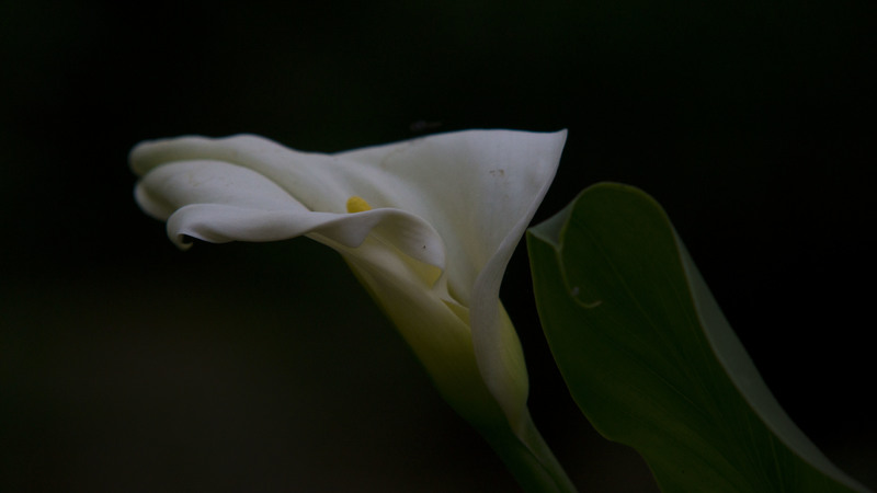Garden1(1).jpg :: Calla Lily in Spain