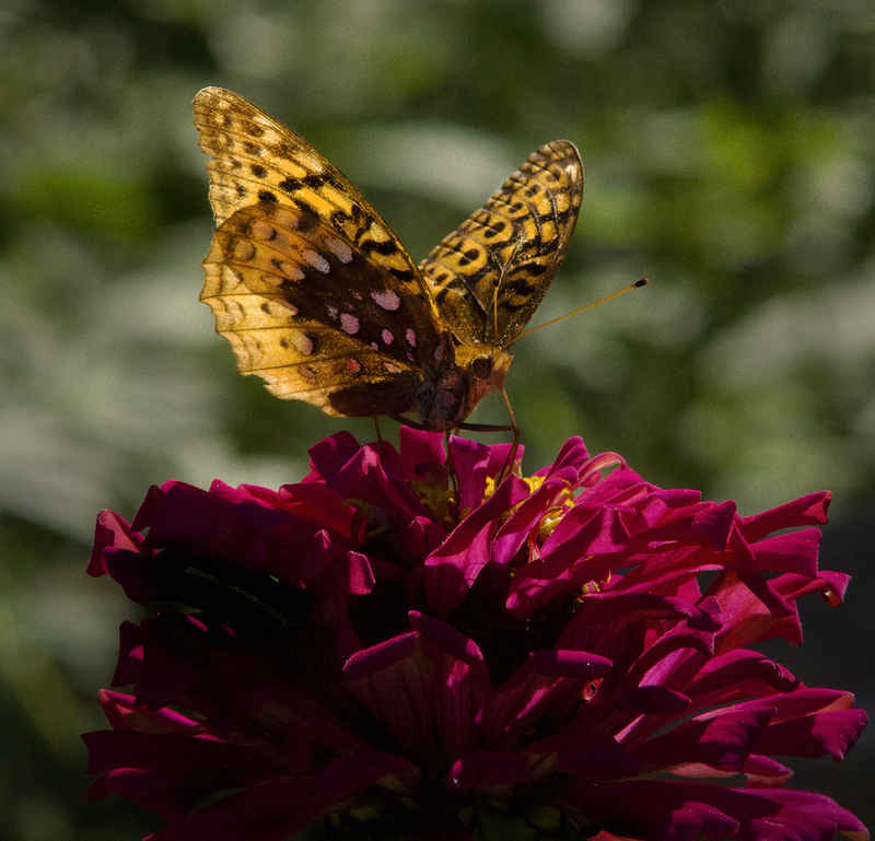Great_Spangled_Fritillary.jpg :: Great Spangled Fritillary