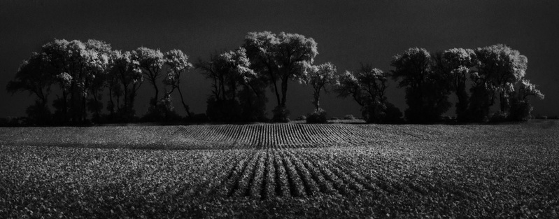 HedgerowSummerRedframe.jpg :: A Hedgerow and Soybeams