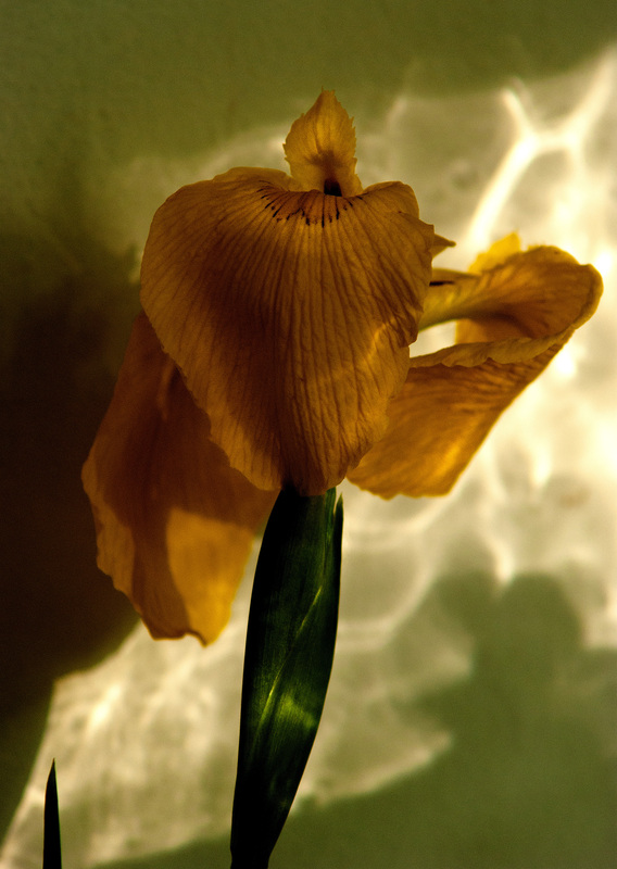 Iris_in_Vase.jpg :: Yellow Iris near Window (2)