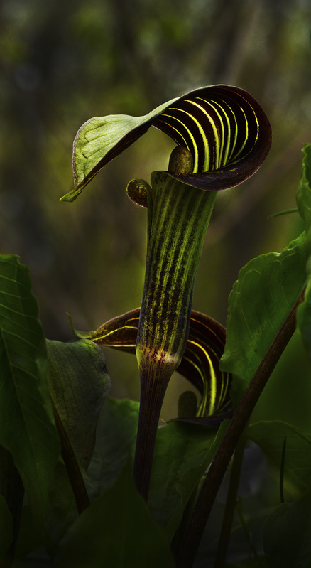 Jack_ExRedframe.jpg :: Jack in the Pulpit