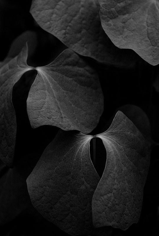 Leaf Patterns.jpg :: Leaf Patterns