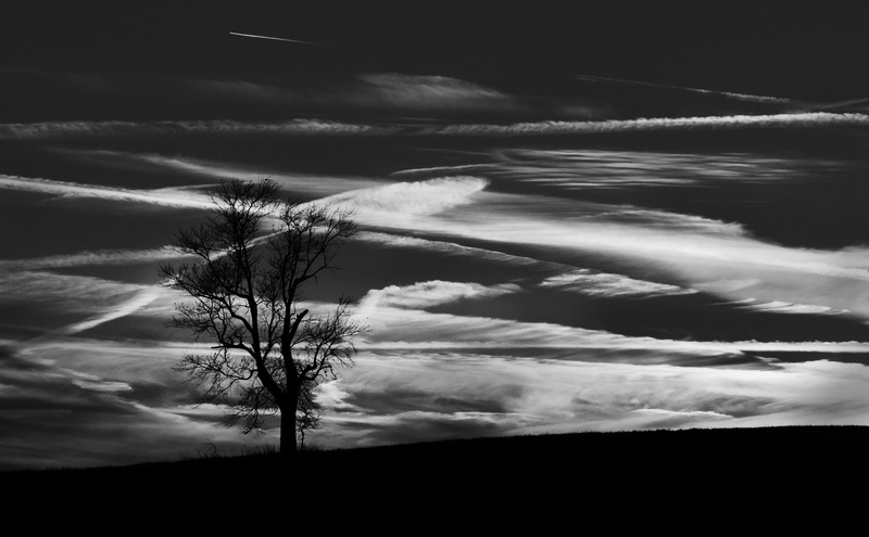 LoneHackberryRedframe.jpg :: The Lone Hackberry Tree at Sunset