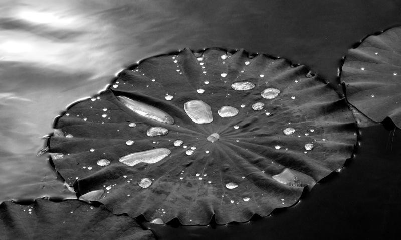 Mich2016_Flower02_Redframe.jpg :: Lily Pad