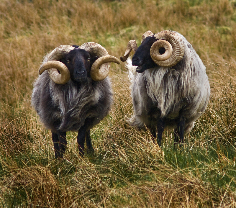 Misc-1.jpg :: Sheep, County Mayo