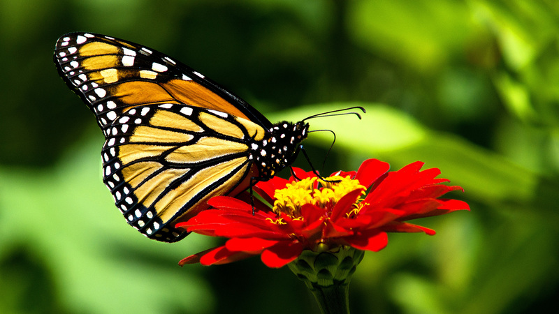 Monarch01.jpg :: Monarch on zinnia, backyard garden, Champaign County