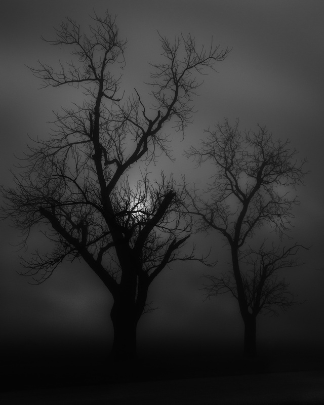 MorningFogTreeRedframe.jpg :: Winter Morning Fog and Two Trees