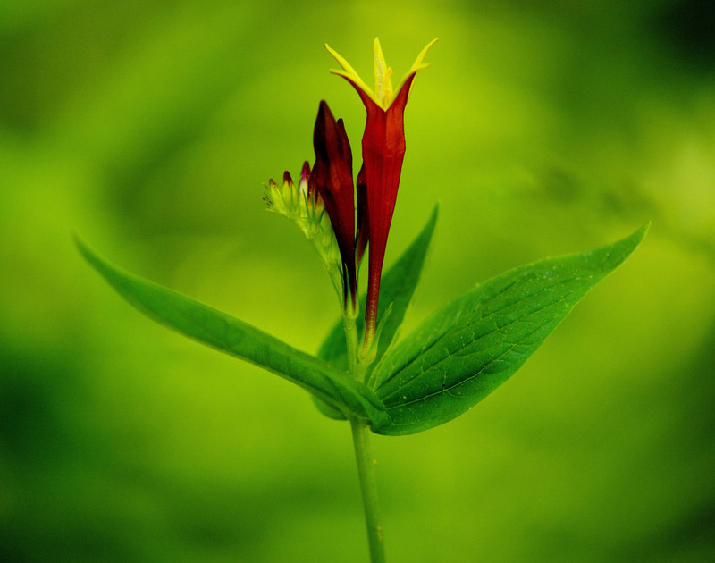 NY_Flower02.jpg