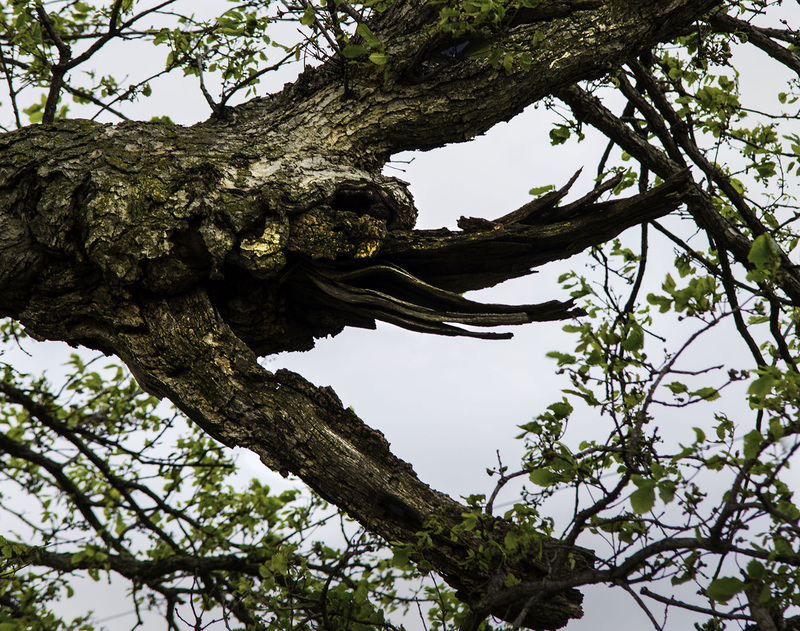 OakFaceRedframe.jpg :: Oak Man to the Rescue