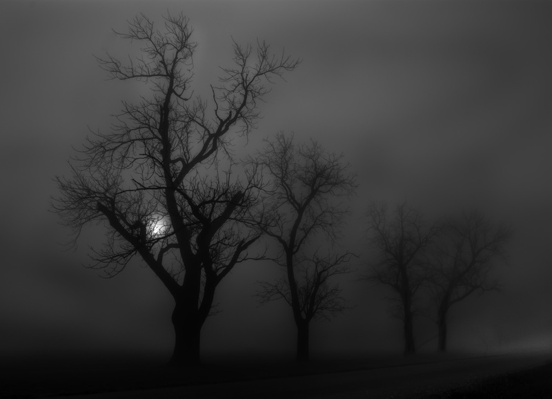 OldTreesRedframe.jpg :: Four Trees in the Morning Fog