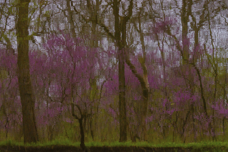 Reflections_in_Sangamon.jpg :: Red Bud Reflections in the Sangamon River, Shady Rest Forest Preserve, Piatt County