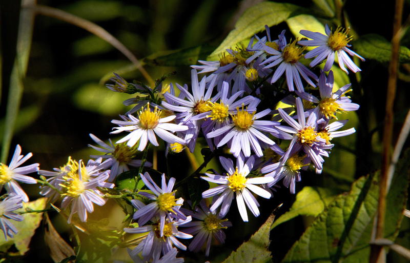 SkyBlueAster.jpg :: Sky Blue Aster (Aster oolentangiensis)   