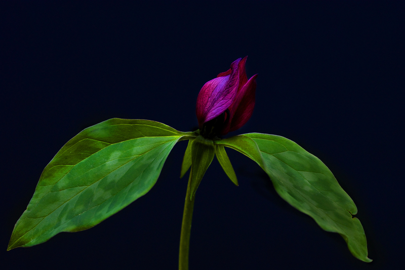 Slide_Flower03(1).jpg :: Red Trillium (Trillium erectum  Lily Family)  Allerton Park and Retreat Center, Monticello, Illinois
