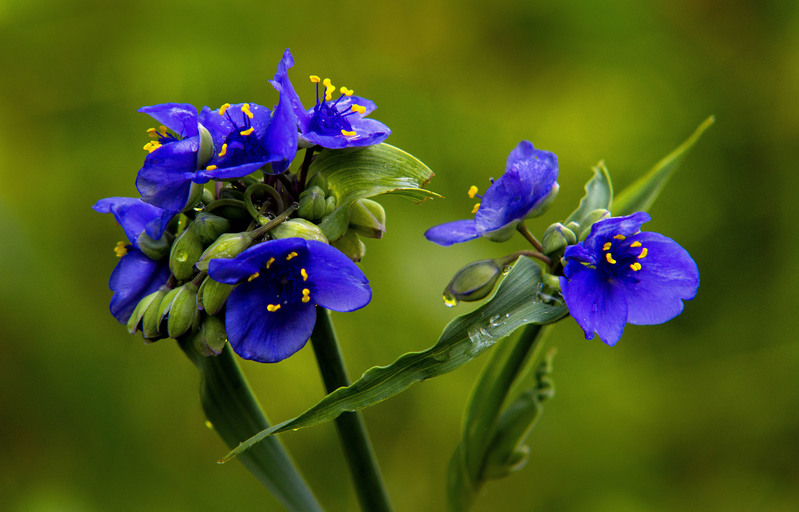 Spiderwort.jpg :: Common Spiderwort (Tradescantia ohiensis)  Allerton Park and Retreat Center, Monticello, Illinois