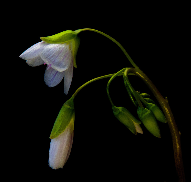 SpringBeauty1.jpg :: Spring-Beauty (Claytonia virginica  Purslane Family)  Carle Park, Urbana, Illinois