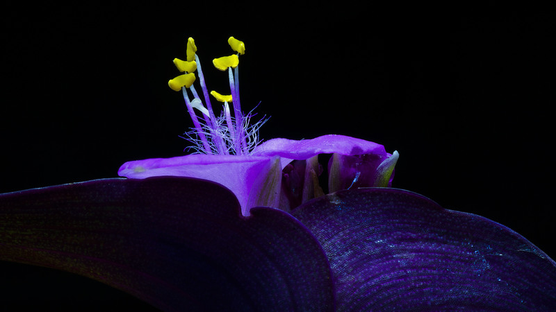 StudioFlower2.jpg :: Purple Heart (Tradescantia pallids)