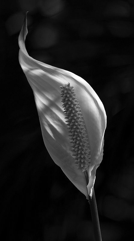 Study in Light.jpg :: Study in Light