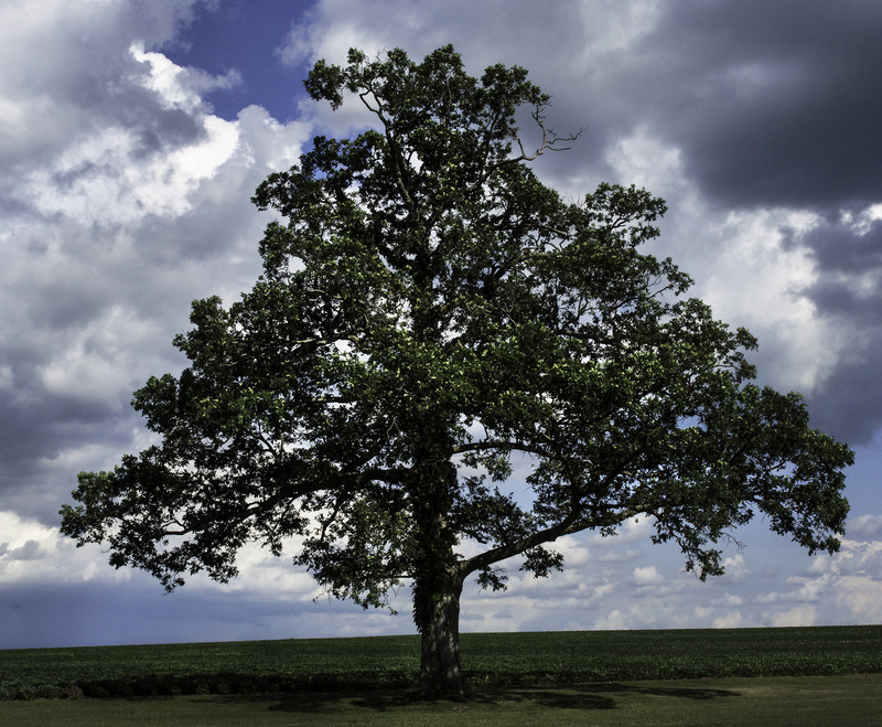 SummerrOakWebsite.jpg :: The Triangular White Oak 