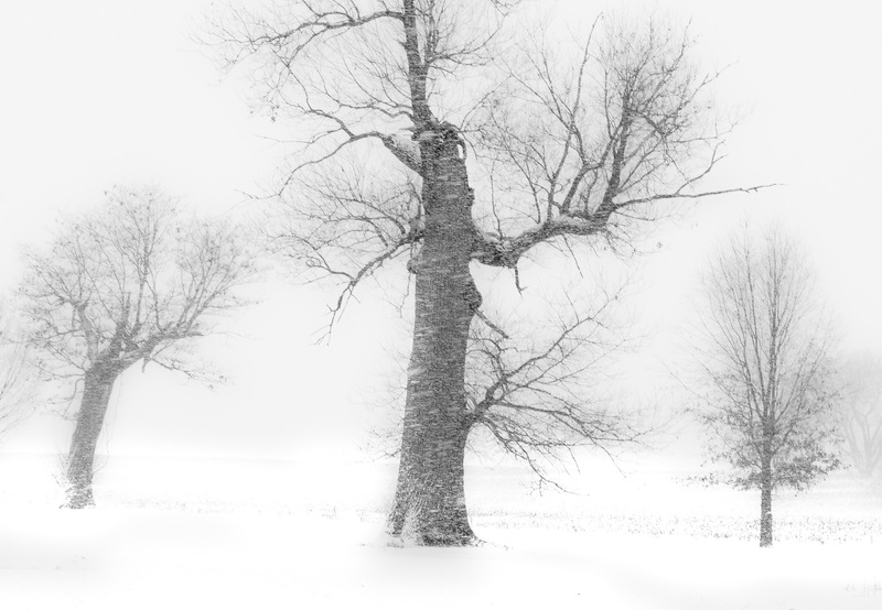ThreeTreesRedframe.jpg :: Thee Trees in the Snow Storm