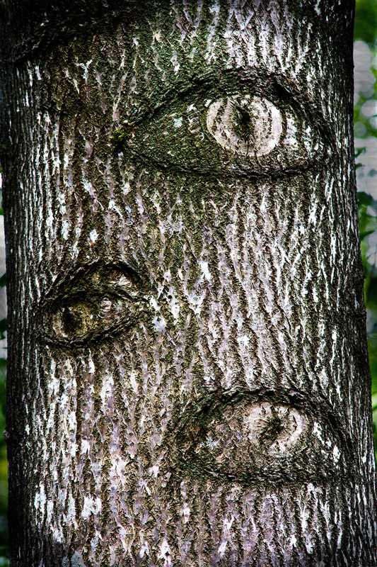 Tree_Eyes.jpg
