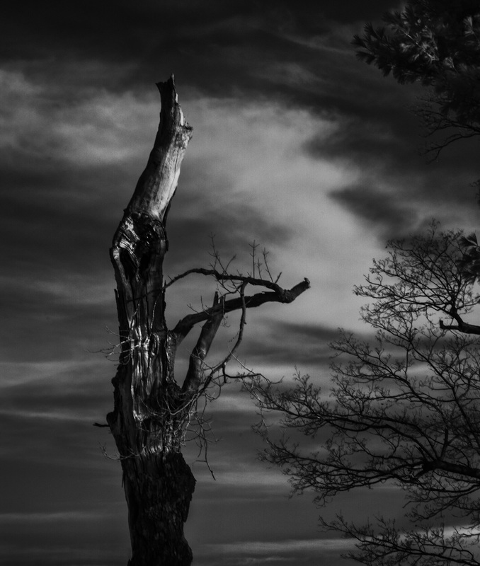 TreeHandRedframe.jpg :: The Praying Tree
